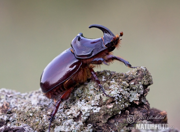 European Rhinoceros Beetle (Oryctes nasicornis)