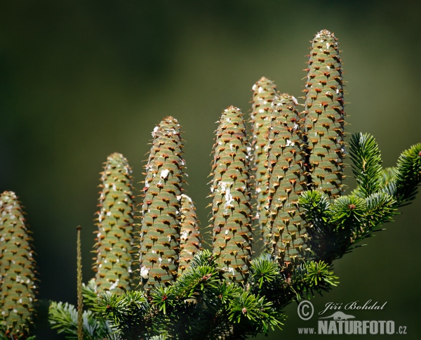 European Silver Fir (Abies alba)