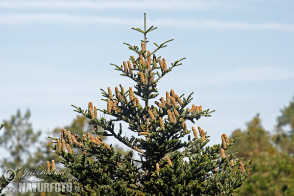 European Silver Fir (Abies alba)