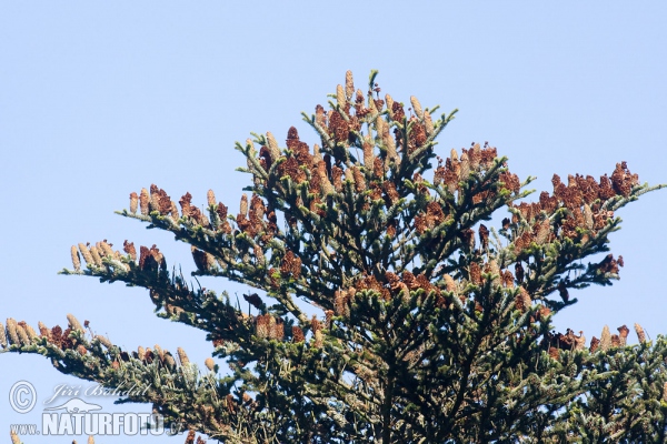 European Silver Fir (Abies alba)