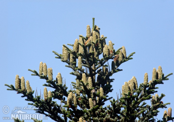 European Silver Fir (Abies alba)