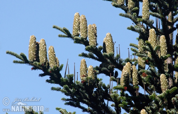 European Silver Fir (Abies alba)