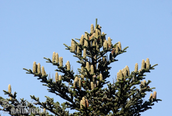 European Silver Fir (Abies alba)