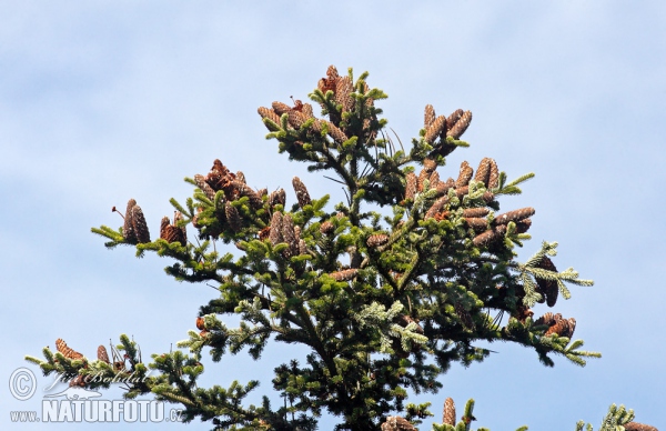 European Silver Fir (Abies alba)