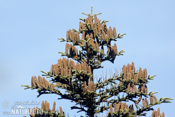 European Silver Fir (Abies alba)