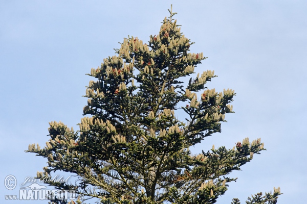 European Silver Fir (Abies alba)