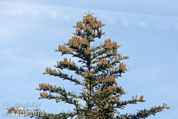 European Silver Fir (Abies alba)