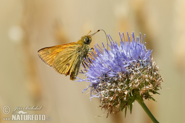 European Skipper (Thymelicus lineola)