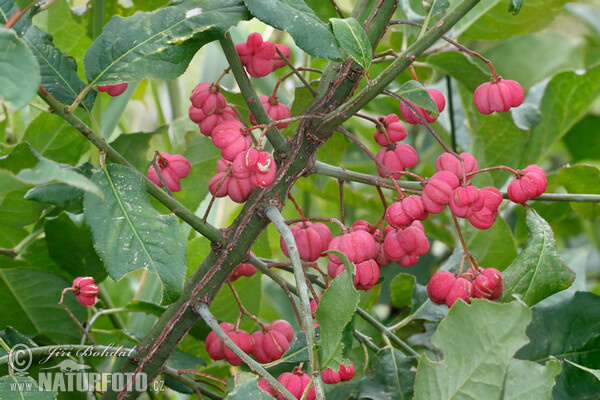 European Spindle (Euonymus europaeus)