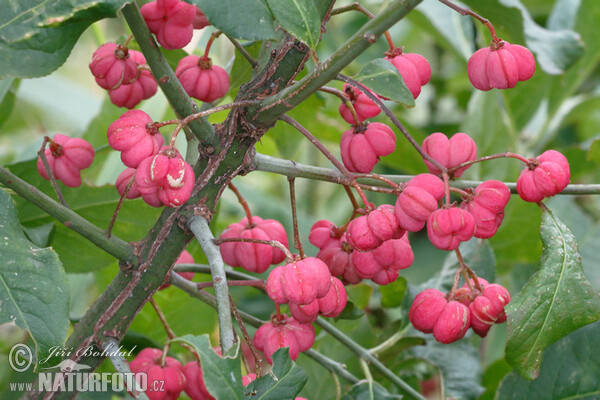 European Spindle (Euonymus europaeus)