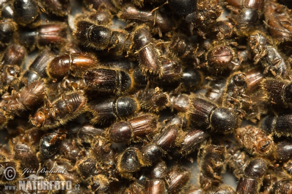 European Spruce Bark Beetle (Ips typographus)