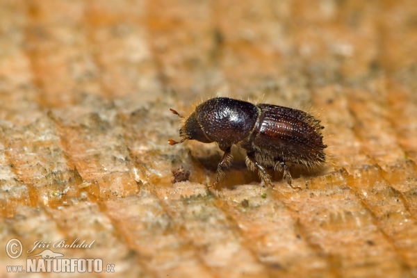 European Spruce Bark Beetle (Ips typographus)