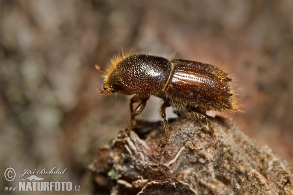 European Spruce Bark Beetle (Ips typographus)