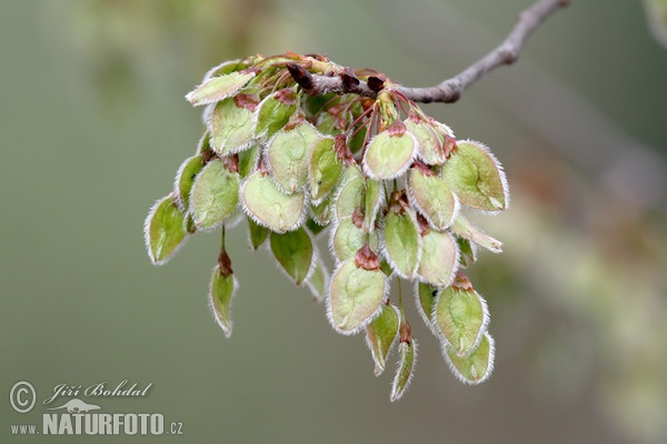 European White Elm (Ulmus laevis)