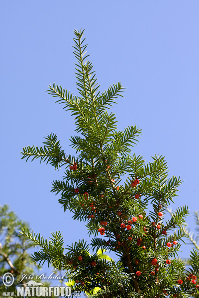 Europinis kukmedis