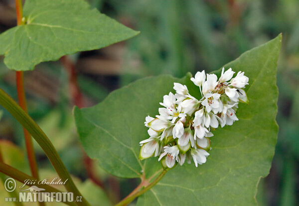 Fagopyrum esculentum