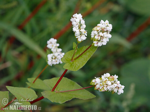 Fagopyrum esculentum