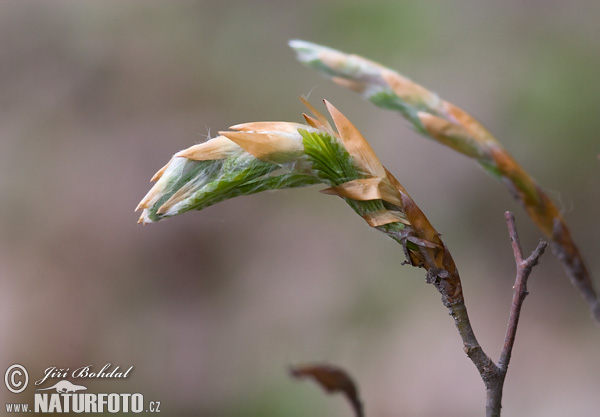 Fagus sylvatica