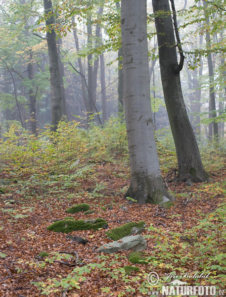 Fagus sylvatica