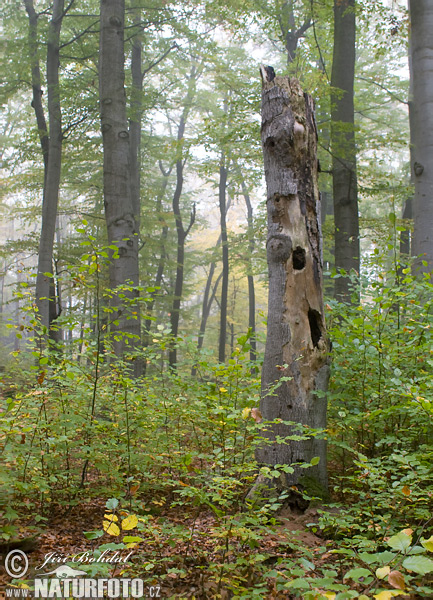 Fagus sylvatica