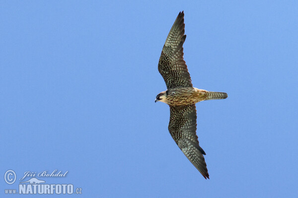 Falco eleonorae