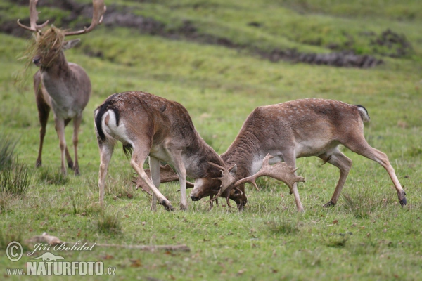 Fallow deer (Dama dama)