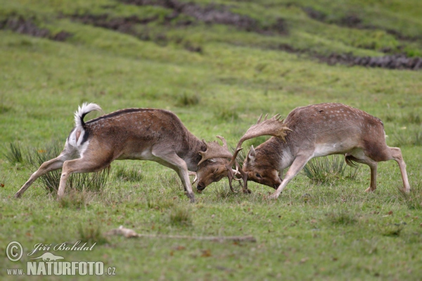 Fallow deer (Dama dama)