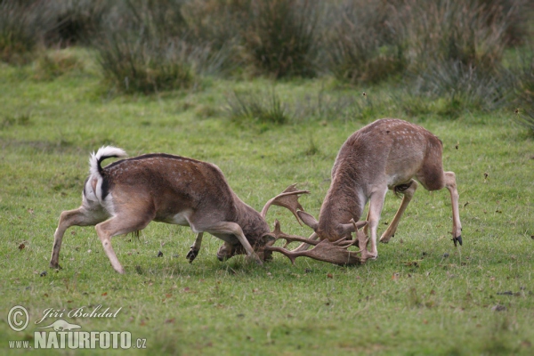 Fallow deer (Dama dama)