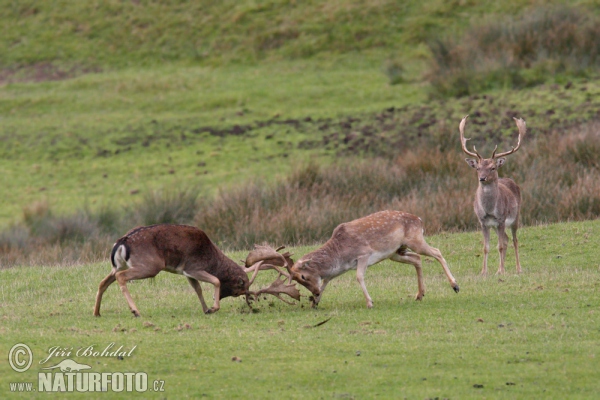 Fallow deer (Dama dama)