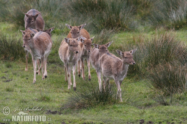 Fallow deer (Dama dama)