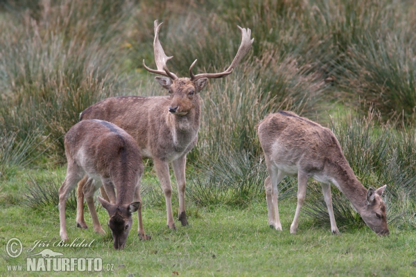 Fallow deer (Dama dama)