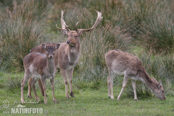 Fallow deer (Dama dama)