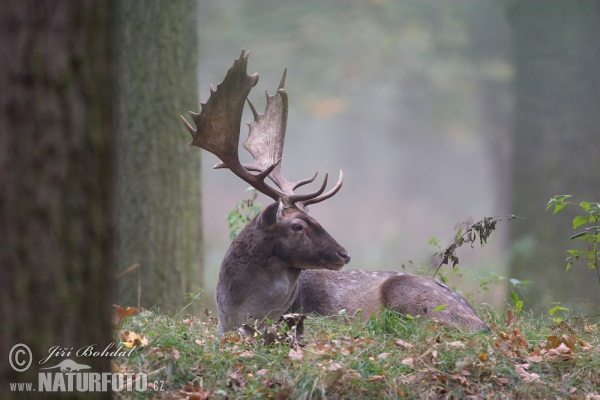 Fallow deer (Dama dama)