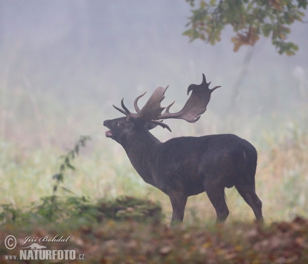 Fallow deer (Dama dama)