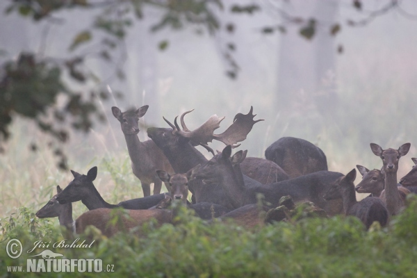 Fallow deer (Dama dama)