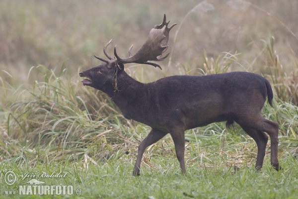 Fallow deer (Dama dama)