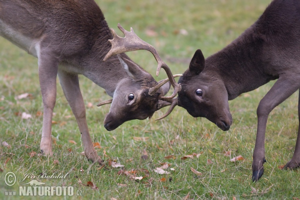 Fallow deer (Dama dama)