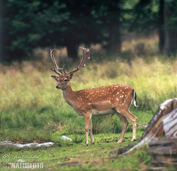 Fallow Deer (Dama dama)