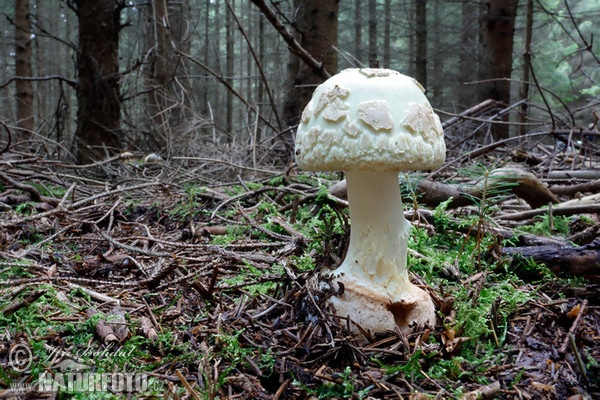 False Death Cap Mushroom (Amanita citrina)