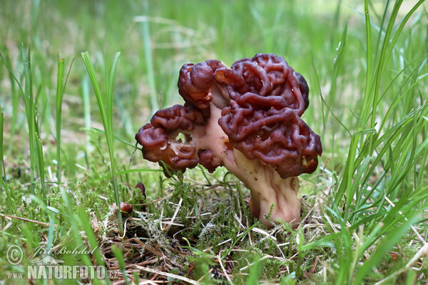 False Morel Mushroom (Gyromitra esculenta)