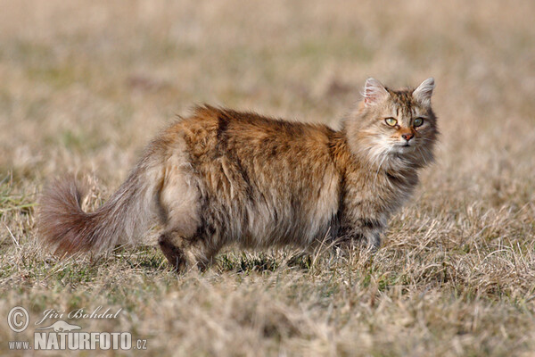 Felis silvestris, f. catus