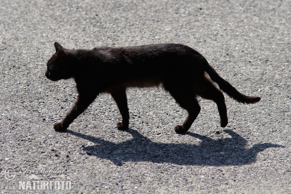 Felis silvestris, f. catus