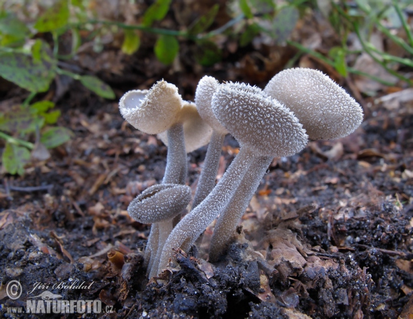 Felt Saddle Mushroom (Helvella macropus)