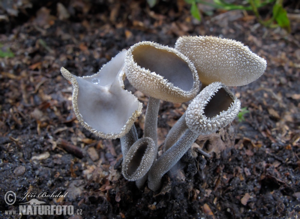 Felt Saddle Mushroom (Helvella macropus)