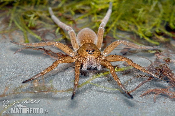 Fen Raft Spider (Dolomedes plantarius)