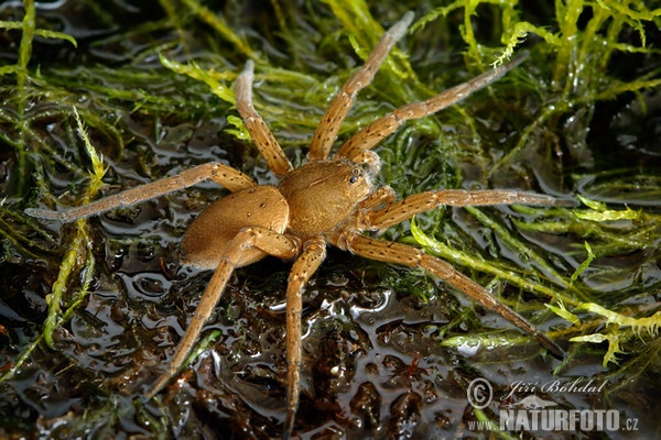 Fen Raft Spider (Dolomedes plantarius)