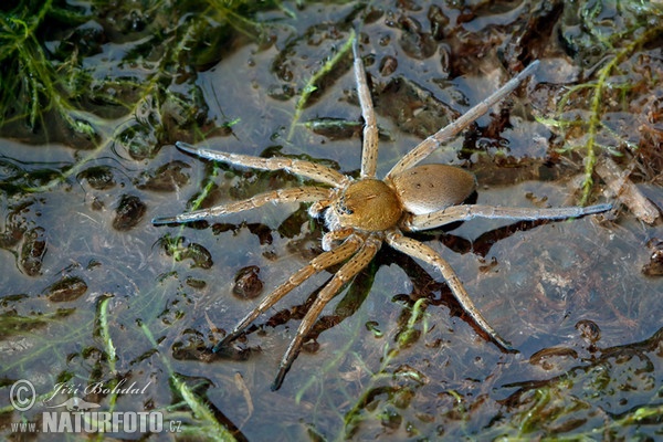 Fen Raft Spider (Dolomedes plantarius)