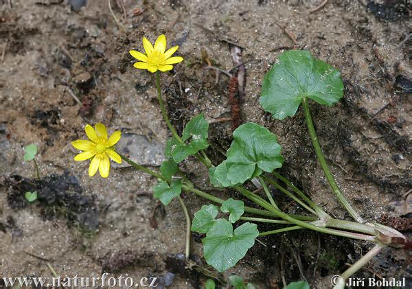 Ficaria verna subsp. bulbifera