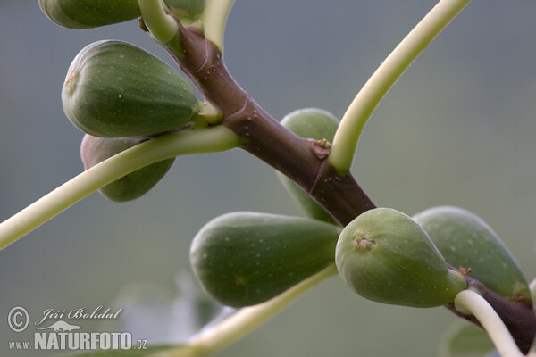 Ficus carica