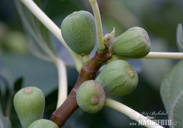 Ficus carica